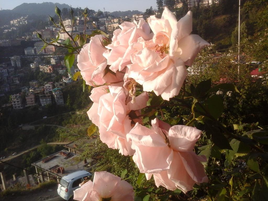Shimla View Home Eksteriør billede